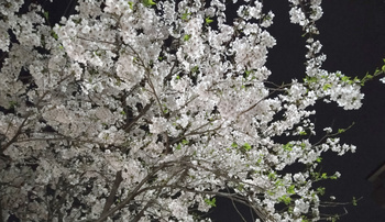 夜桜2024.4.7.jpg